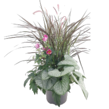 vaste plantenmix in pot